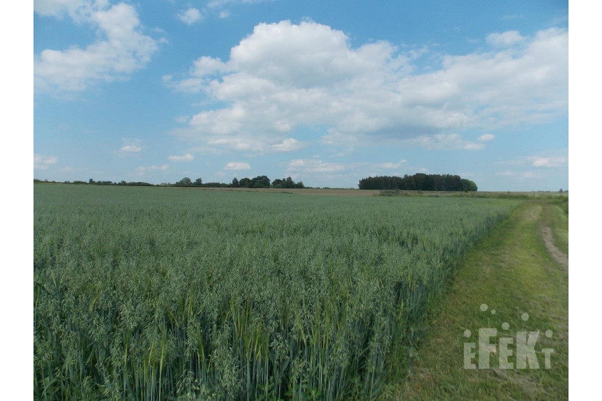 żyrardowski, Puszcza Mariańska, Stary Łajszczew, Działka na sprzedaż