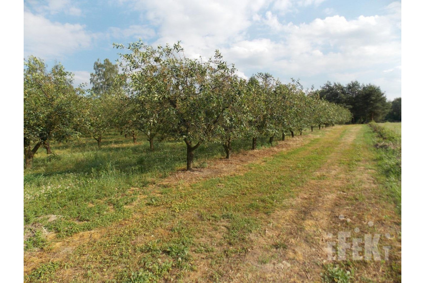 żyrardowski, Puszcza Mariańska, Stary Łajszczew, Działka na sprzedaż