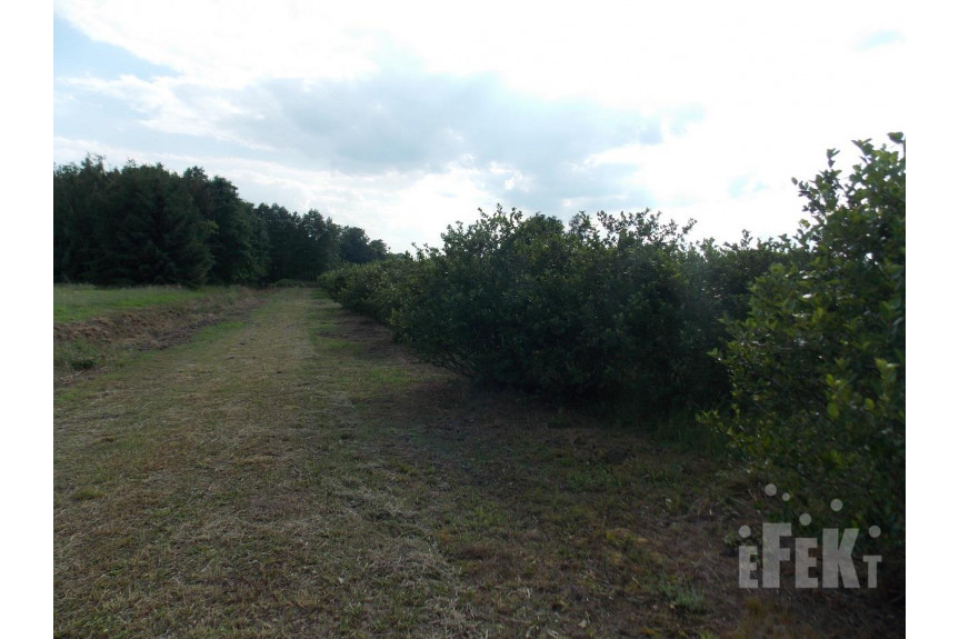 żyrardowski, Puszcza Mariańska, Stary Łajszczew, Działka na sprzedaż